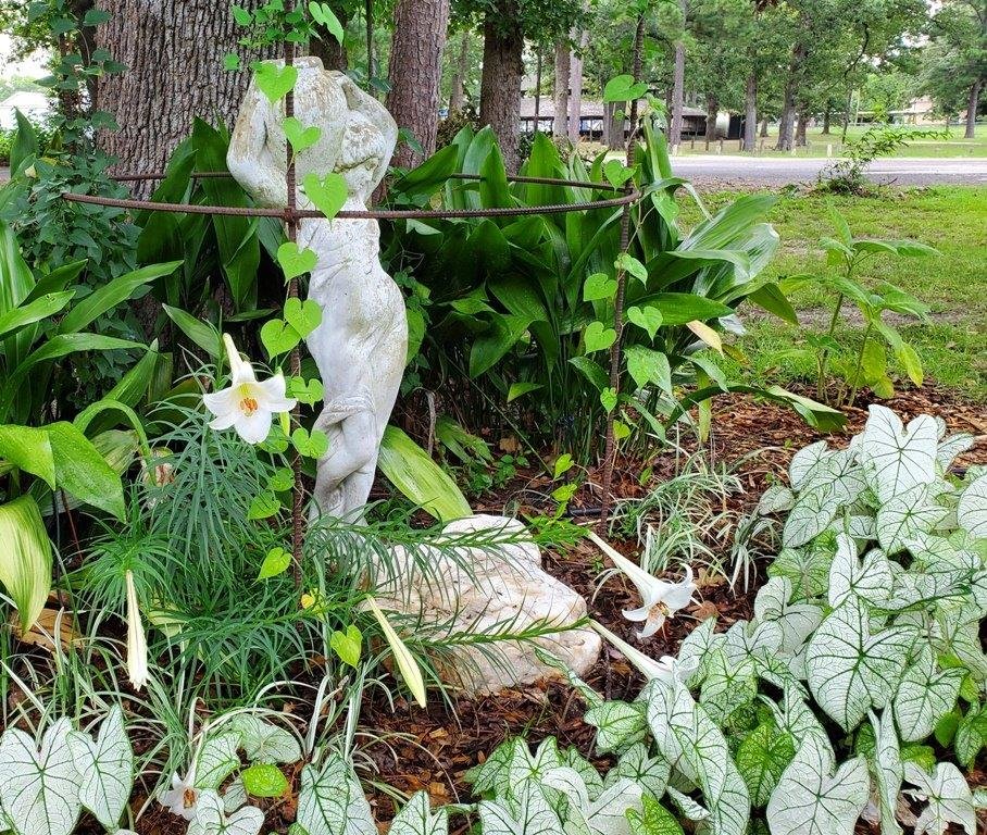 White Christmas’ caladium, Formosa lily and other white plants in a cooling garden at the Wood County Arboretum.